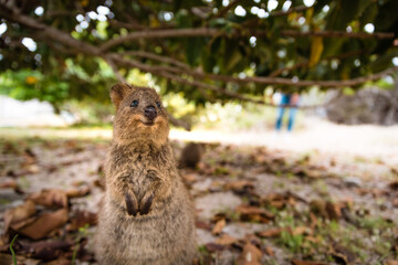 Smiling quokka posing for the camera, Rottnest Island, Western Australia. Quokka - the happiest...