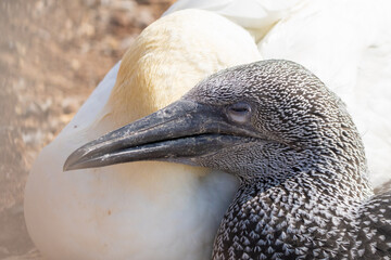 Close-up of young Northern Gannet chick lying on a large adult bird. Island Helgoland, Germany