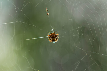 spider on the web