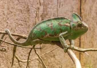 Green chameleon lizard sitting on a tree