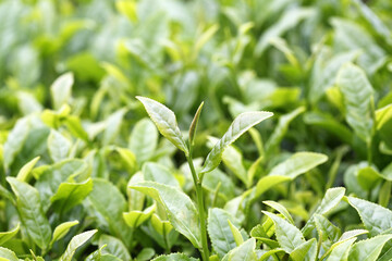 茶畑