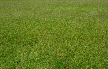 grass　green　lawn　field　nature