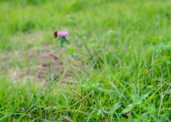 grass　green　lawn　field　nature