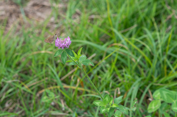 grass　green　lawn　field　nature