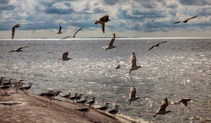 Flock of seagulls