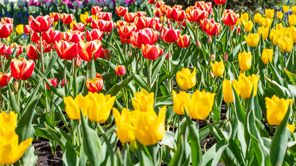 Obraz premium Yellow and red tulips in an even row, plantation of spring flowers background backdrop for design. Tulip blossom, sunny natural spring flower