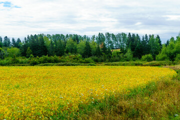 Fototapeta na wymiar Countryside and a yellow field near Bideford, PEI