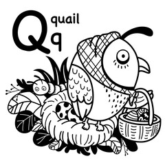 Hand drawn.Alphabet Letter Q-quail illustration, vector