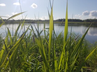 grass and water