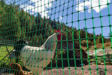 rooster and hen in the chicken coop in mountain © BeatriceF.Gale