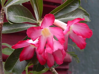 pink and white flower