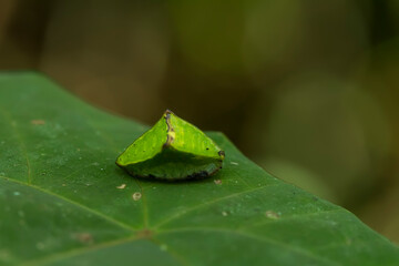 Caterpillar on Leaf