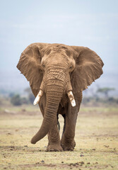 Vertical portrait of a large elephant bull walking towards camera in Amboseli National Park in Kenya