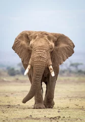 Fotobehang Vertical portrait of a large elephant bull walking towards camera in Amboseli National Park in Kenya © stuporter