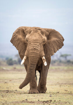 Vertical portrait of a large elephant bull walking towards camera in Amboseli National Park in Kenya