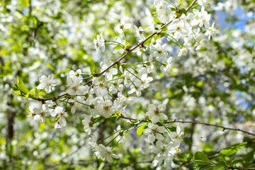 Cherry blossom. Delicate natural white garden cherry flower on a tree branch. Blossom orchard. Seasonal cherry blossom tree, nature background backdrop wallpaper