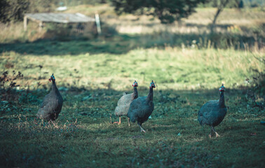 Domestic guinea fowl in the grass