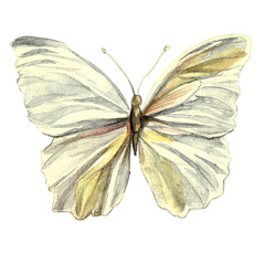 Watercolor drawing of a bright butterfly with white wings. Morpho butterflies. Isolated on a white background