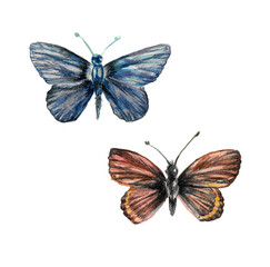 Watercolor drawing of two little butterflies with blue and brown wings. Watercolor illustration. Isolated on a white background