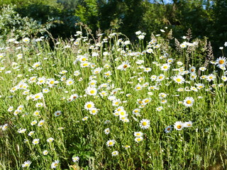 Leucanthemum vulgare, Margerite, marguerite