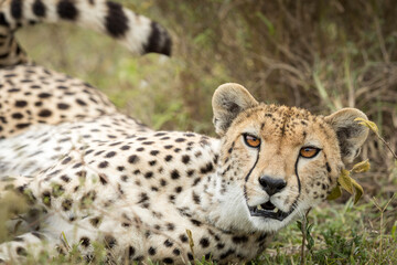 Cheetah close up on face in Ndutu in Tanzania