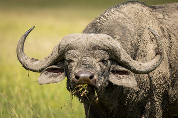 Buffalo bull close up on facing eating grass in Masai Mara in Kenya