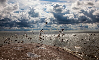 Seagulls over the lagoon