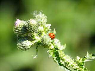 Coccinellida, Marienkäfer, ladybug