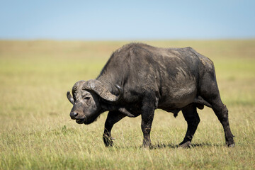Buffalo bull walking in the plains of Masai Mara in Kenya