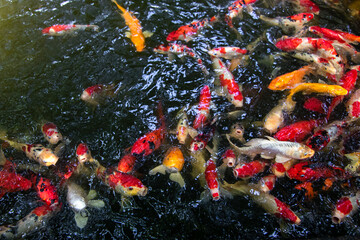 Obraz na płótnie Canvas Closeup Top view of colorful fancy crap fishes in the pond
