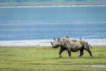 Fototapeta premium Black rhino walking near water in Ngorongoro Crater in Tanzania