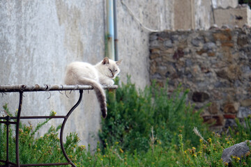Italy. White cat sleeping