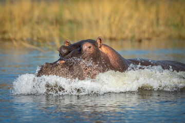 Aggressive hippo rushing into water in golden afternoon light in Chobe River in Botswana
