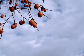 冬の寒空に熟れた柿