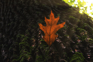 Roteichenblatt mit Sonnenstrahlen 