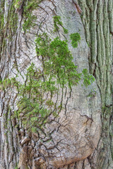 The textured surface of the bark of the old perennial deciduous tree