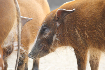 Fototapeta premium アカカワイノシシ