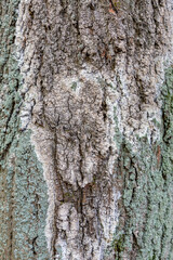 The textured surface of the bark of the old perennial deciduous tree