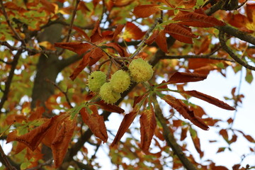 autumn chestnut tree branch