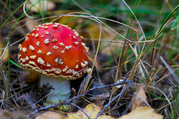 fly agaric in autumn forest