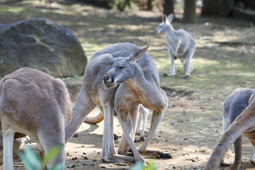 アカカンガルー
