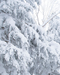 winter snow tree cold landscape