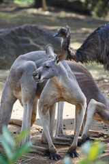 アカカンガルー