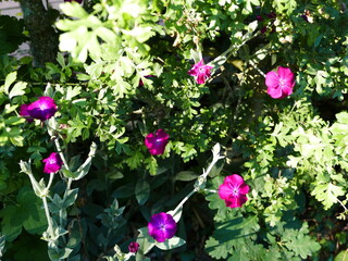 Dianthus, clove, wilde Nelke