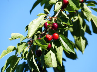 Prunus, Kirsche, cherry