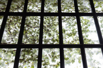 interior view of windows were covered with ivy from outside the house