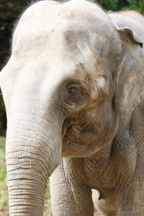 Fototapeta premium インドゾウ