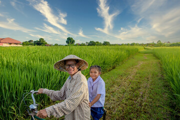 Naklejka na ściany i meble Asian senior or elderly women Vietnamese people have occupations as farmers who work in rice fields in Vietnam.