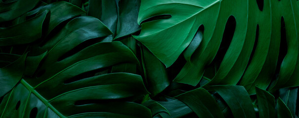 Obraz na płótnie Canvas closeup tropical green leaf background. Flat lay, fresh wallpaper banner concept
