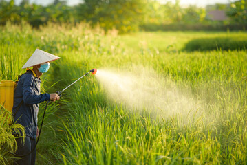 Asian farmers spray herbicides Farmers spray insecticides in rice fields in Vietnam.